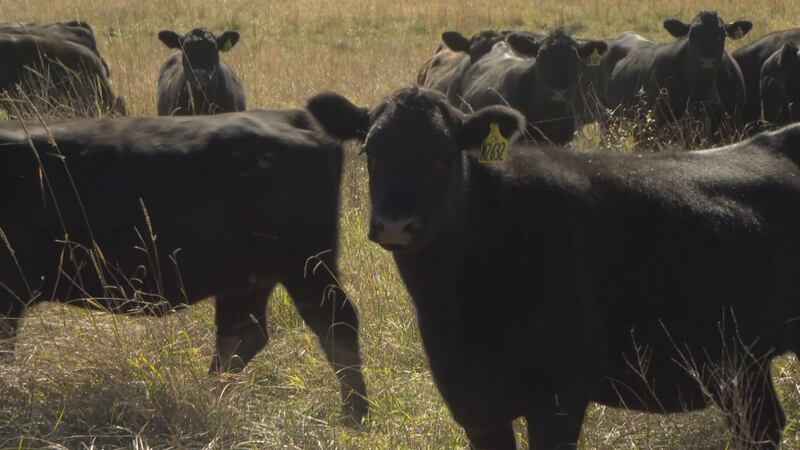 beef production costs