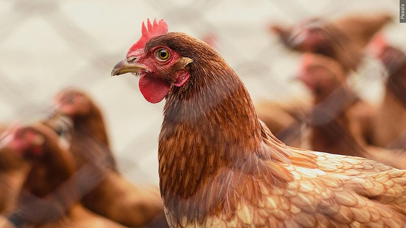 Los expertos piden precaución tras la primera muerte en EE.UU. por gripe aviar H5N1.