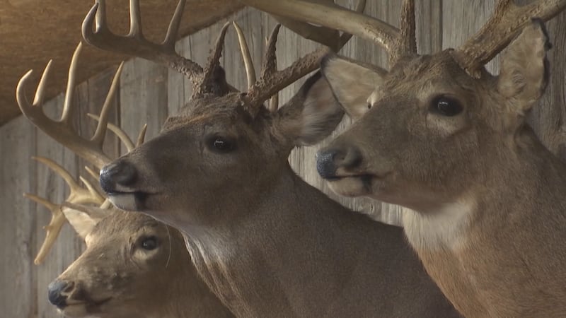 deer