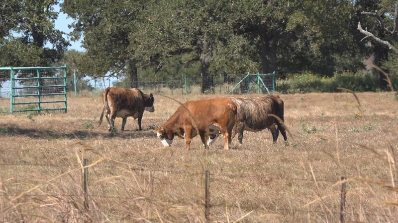 Conocida como instalación de dispersión, los funcionarios la utilizarán como centro para que...
