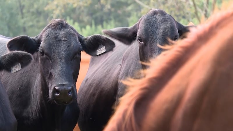 Ya se ha detectado anteriormente en el Panhandle, pero es más común en el sur del estado.