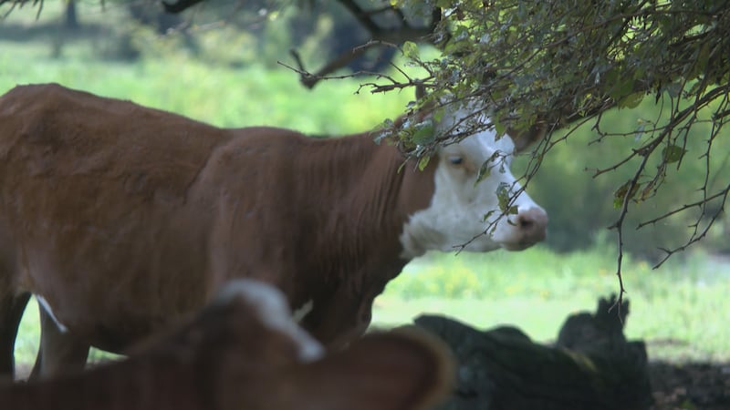 El USDA añadió que ya había movilizado a personal sobre el terreno y que estaba colaborando...