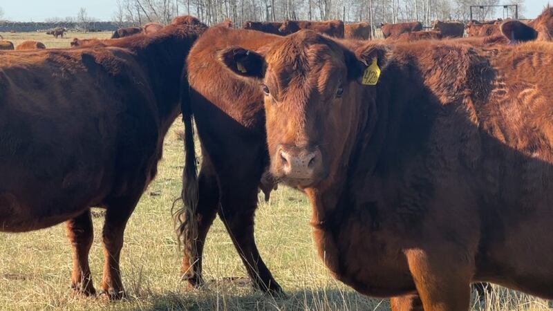Cattle