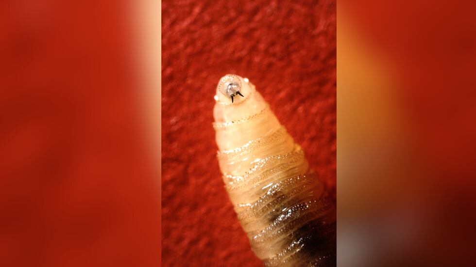 ARCHIVO - Una larva de gusano barrenador del Nuevo Mundo descansa en esta foto sin fecha.