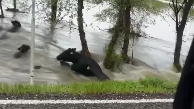 El dueño dijo que se sorprendieron al ver que todo un grupo de reses se había metido al...