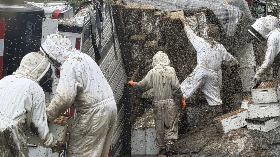 Se calcula que unos 2 millones de abejas invadieron la zona después de que un camión de 18...