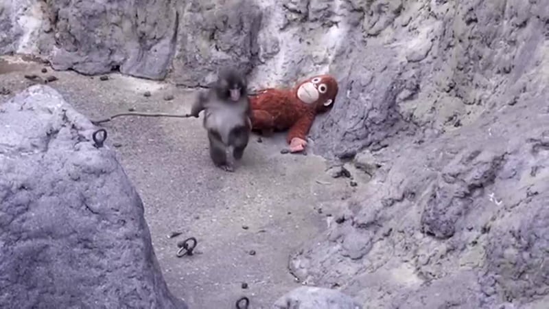 Luego de que videos mostraran el rechazo y abadono que sufrió, revelan qué pasó con el monito...